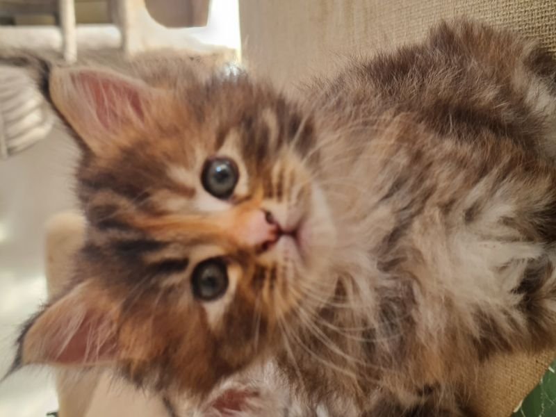 Maine Coon