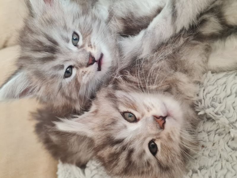 Maine Coon