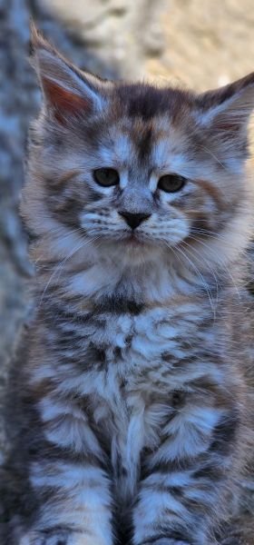 Maine Coon