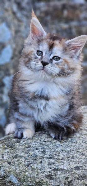 Maine Coon