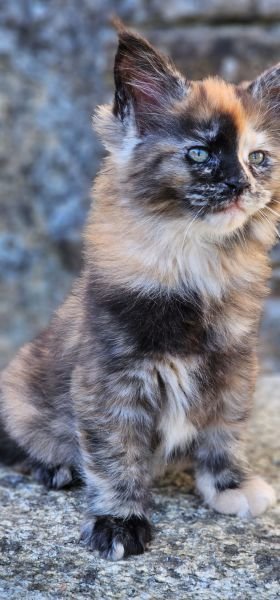 Maine Coon