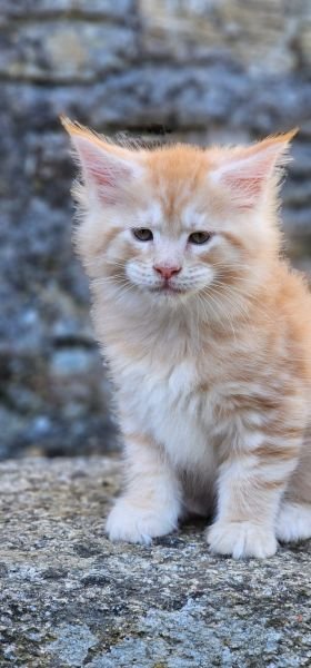 Maine Coon