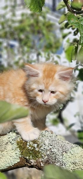Maine Coon