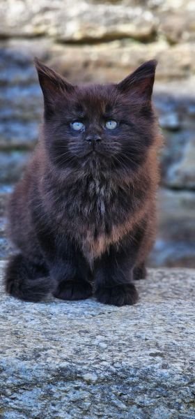 Maine Coon