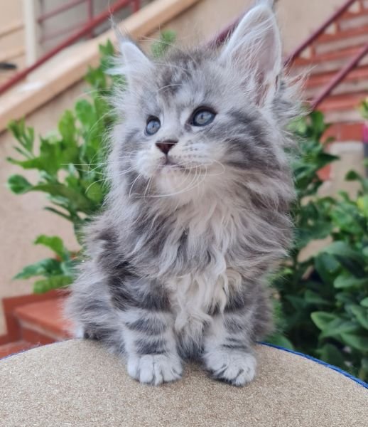 Maine Coon