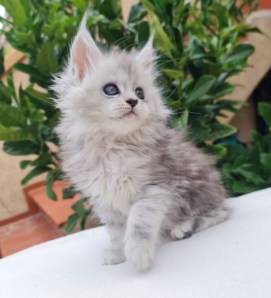 Maine Coon