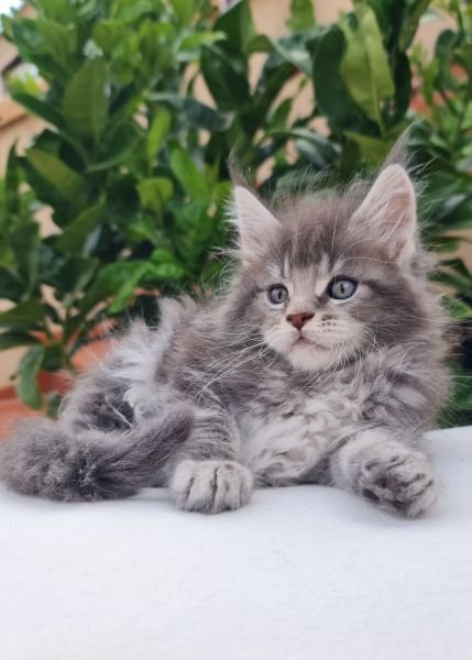 Maine Coon