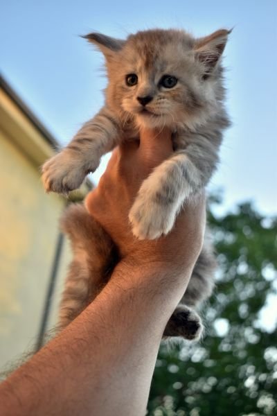 Maine Coon