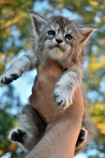 Maine Coon