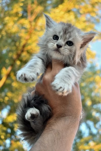 Maine Coon