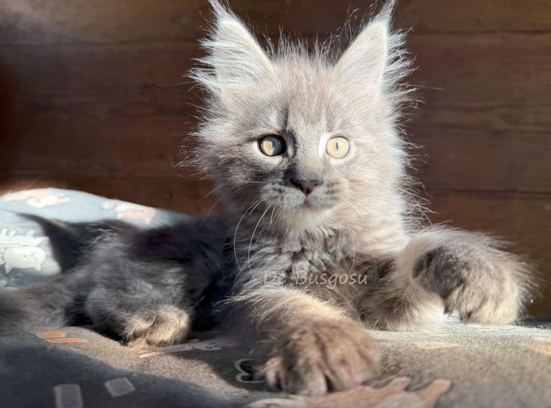 Maine Coon