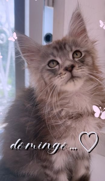 Maine Coon