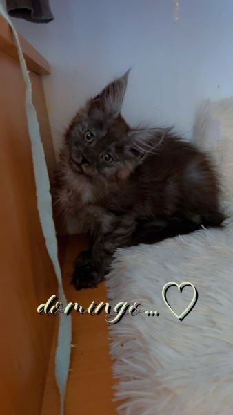 Maine Coon