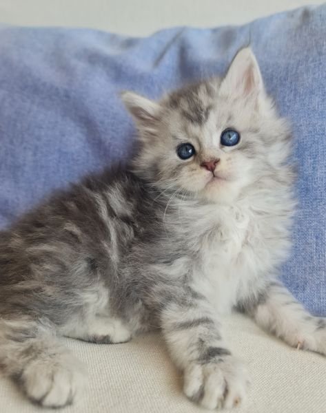 Maine Coon