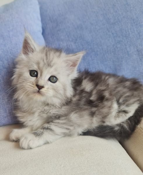 Maine Coon