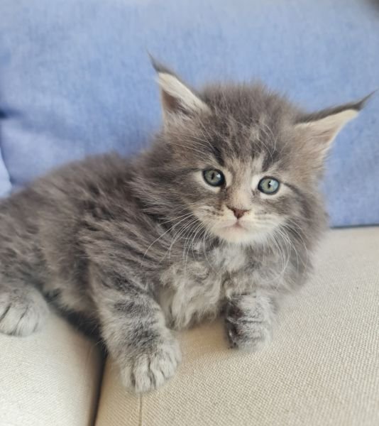 Maine Coon