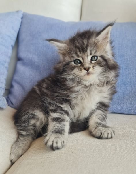 Maine Coon