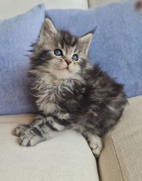 Maine Coon