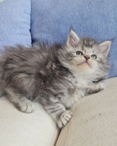 Maine Coon
