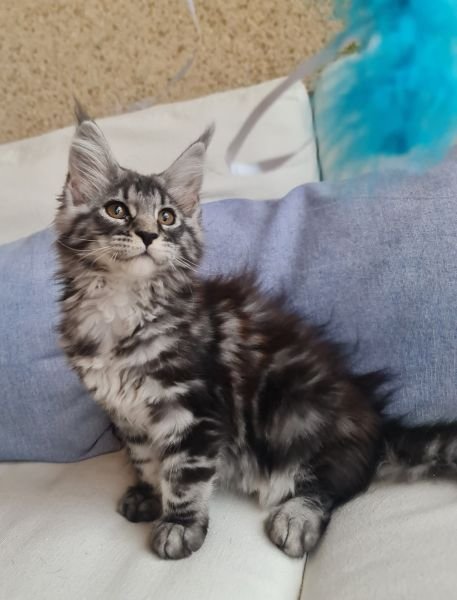 Maine Coon
