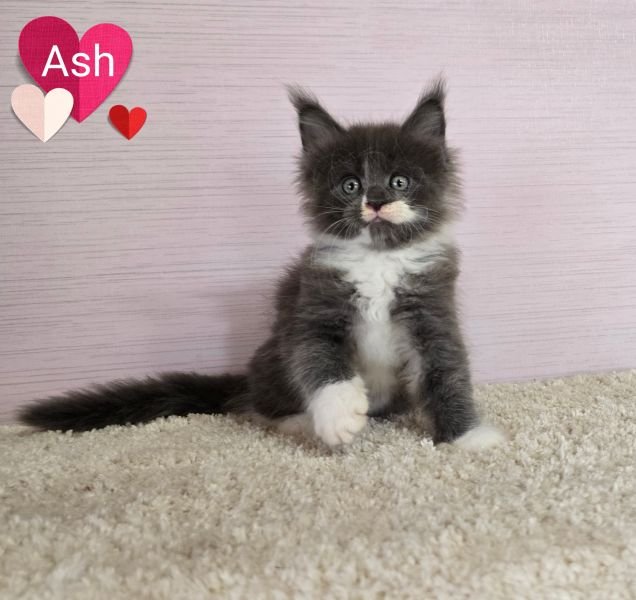 Maine Coon
