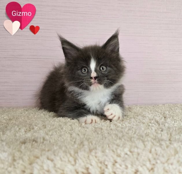 Maine Coon