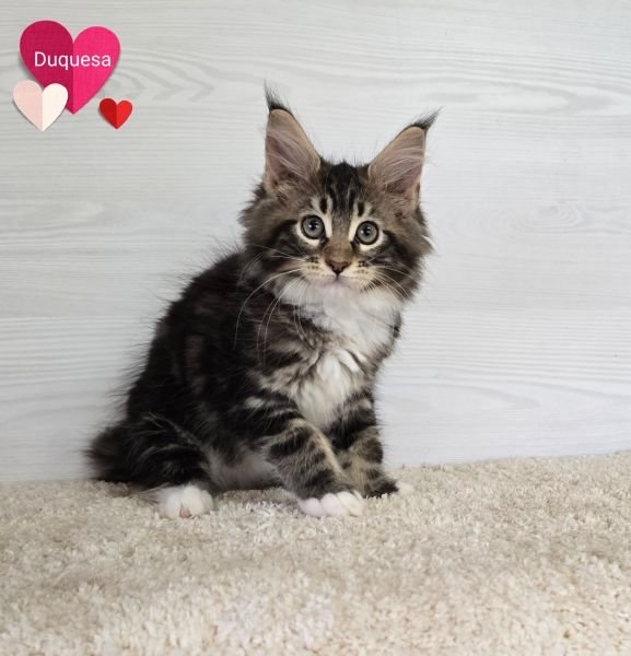 Maine Coon