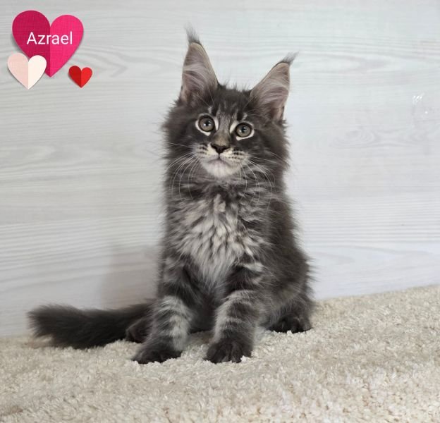 Maine Coon