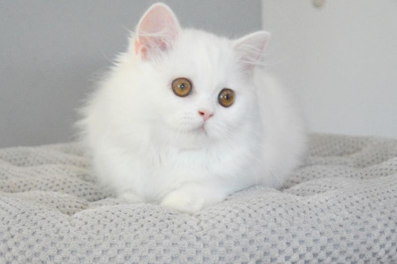 Feta