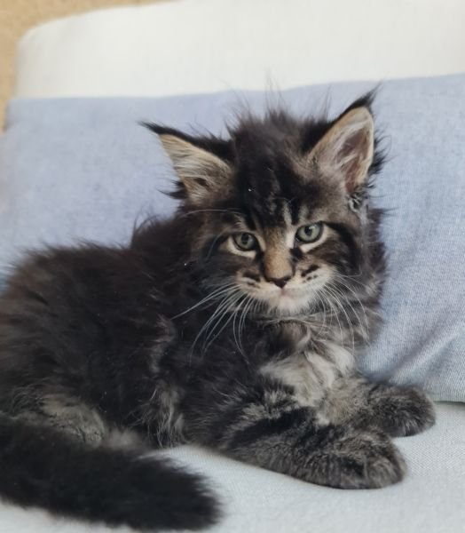 Maine Coon