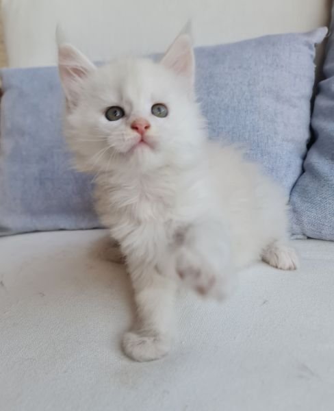 Maine Coon