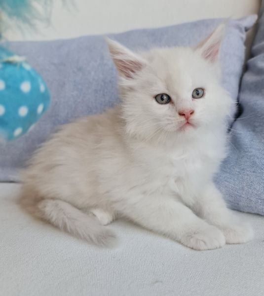 Maine Coon