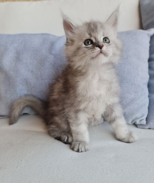 Maine Coon