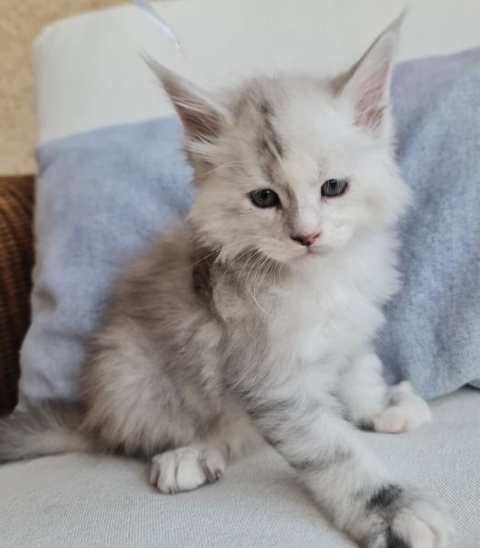 Maine Coon