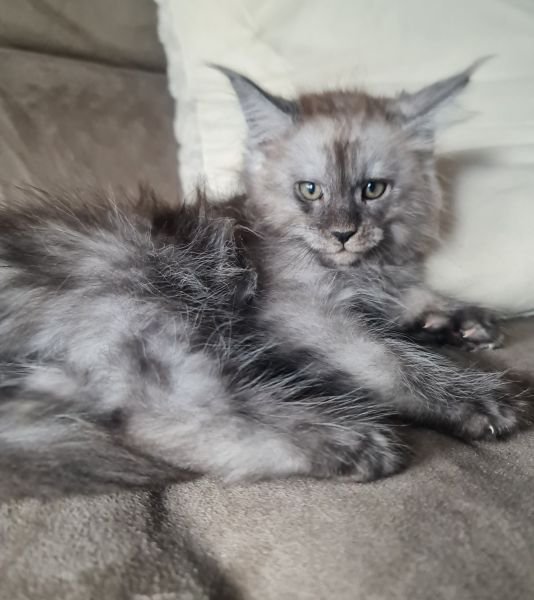 Maine Coon
