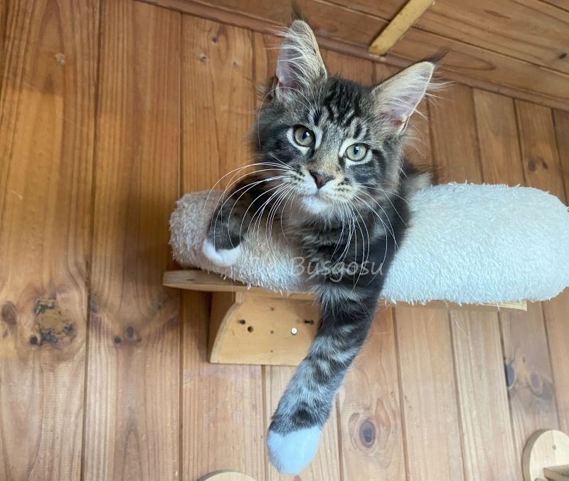 Maine Coon