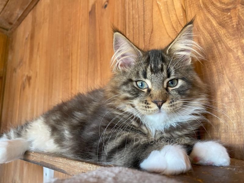 Maine Coon