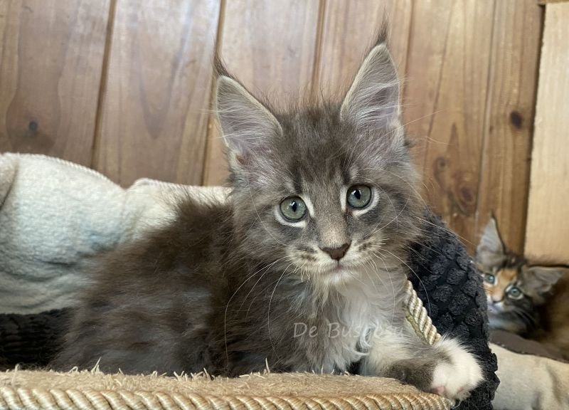Maine Coon