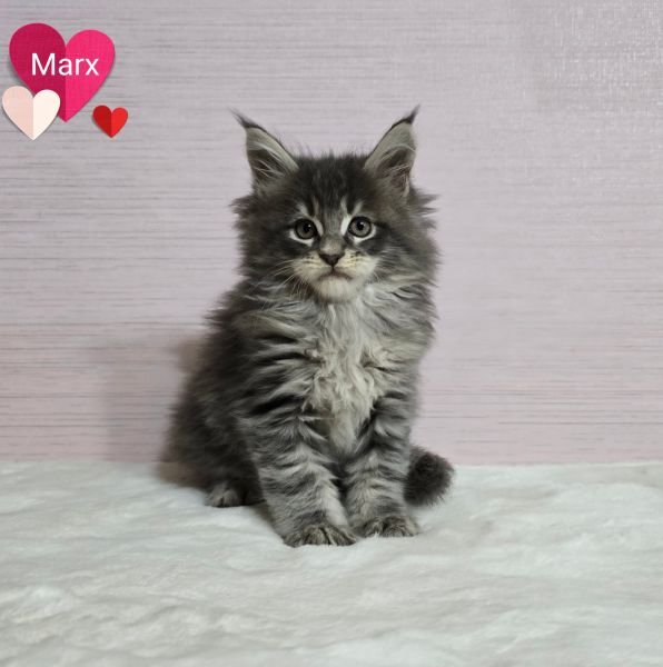 Maine Coon