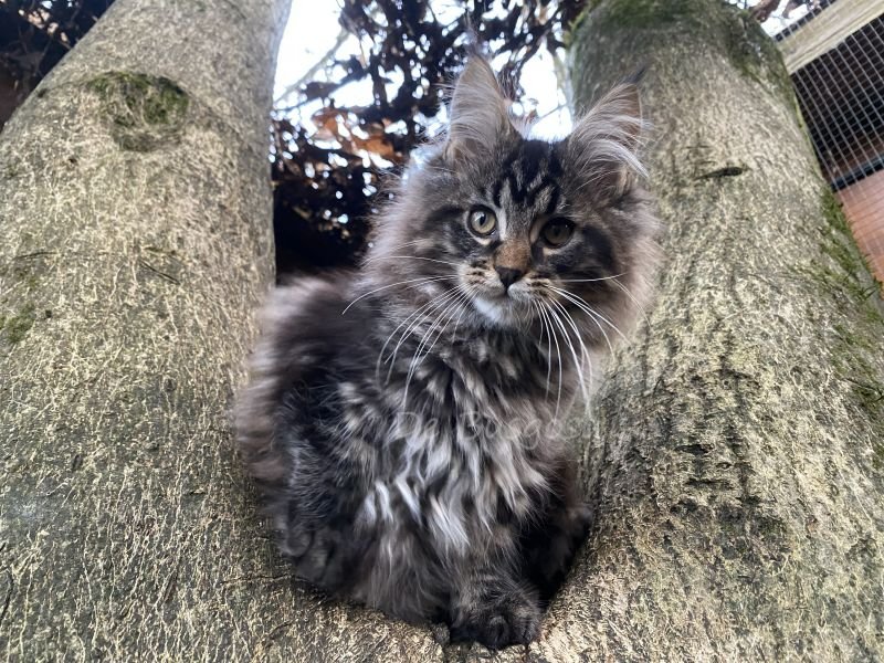 Maine Coon