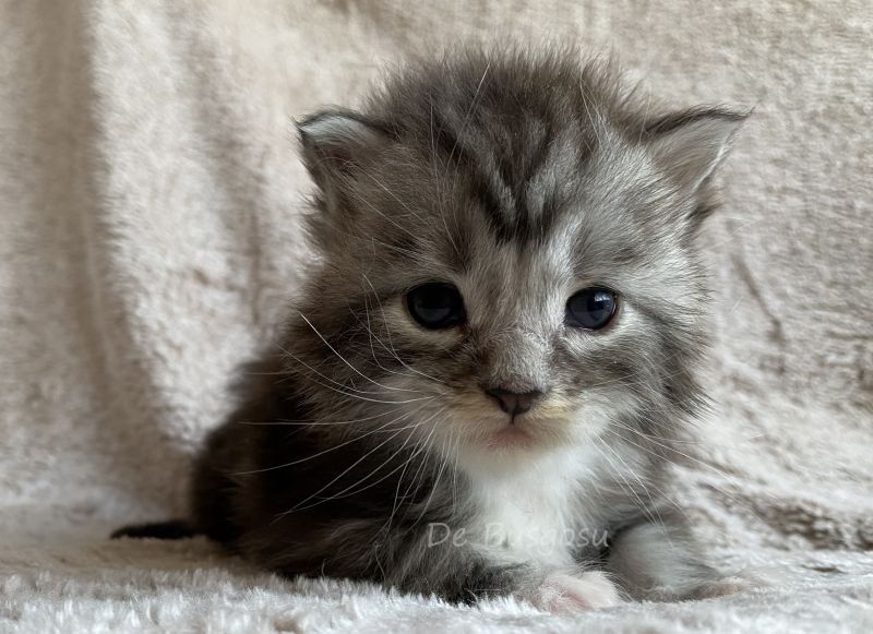 Maine Coon
