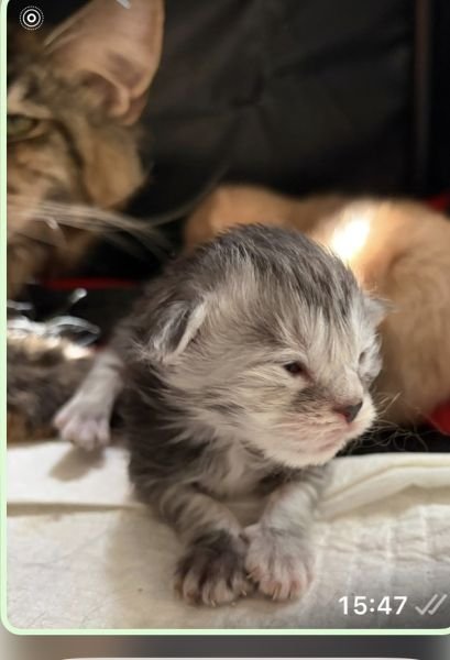 Maine Coon