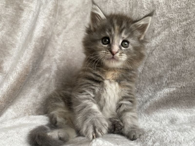LILY DE BUSGOSU