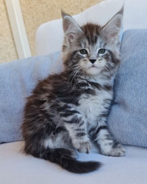 Maine Coon