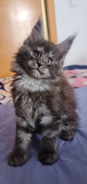 Maine Coon