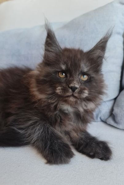 Maine Coon