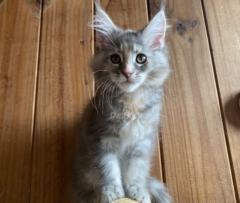 LILY DE BUSGOSU