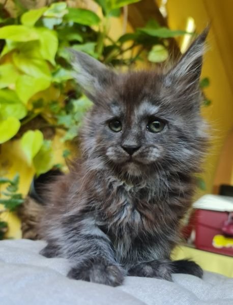 COCO
