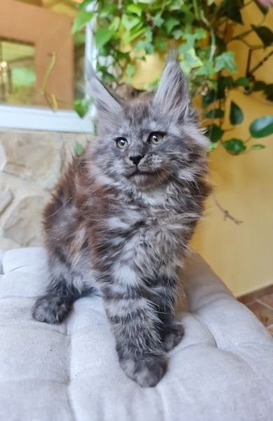 Maine Coon