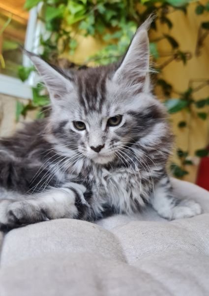 Maine Coon